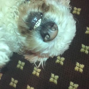 Meet your Posher, Jesse